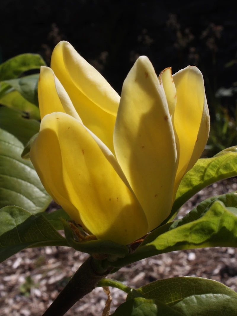 Yellow Bird